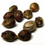 Семена марихуаны АК-47  (Seeds AK-47) в Адыгейске